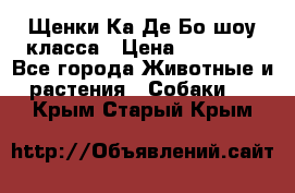 Щенки Ка Де Бо шоу класса › Цена ­ 60 000 - Все города Животные и растения » Собаки   . Крым,Старый Крым